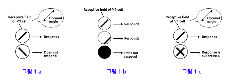 사진설명 #그림 1a : 방위 선택성을 모식적으로 나타낸 그림으로 V1세포가 특이적으로 반응하는 선분의 방향을 최적 방향으로 한다. 이것과 다른 방향을 갖고 선분의 자극을 입력해도 반응하지 않는다. #그림 1(b):위치 불변성을 모식적으로 나타낸 그림으로 V1세포는 최적의 기울기를 가진 선분이면 수용 영역 내의 어느 장소라도 반응한다. 양쪽 영역에 걸치는 큰 패턴에 대해서는 전혀 반응하지 않는다. #그림 1(c): 방향 교차 억제성을 나타낸 모식도로 V1세포는 최적 방향과 크게 다른 방향의 자극을 포개면 최적 자극에 대한 반응이 억제된다.
