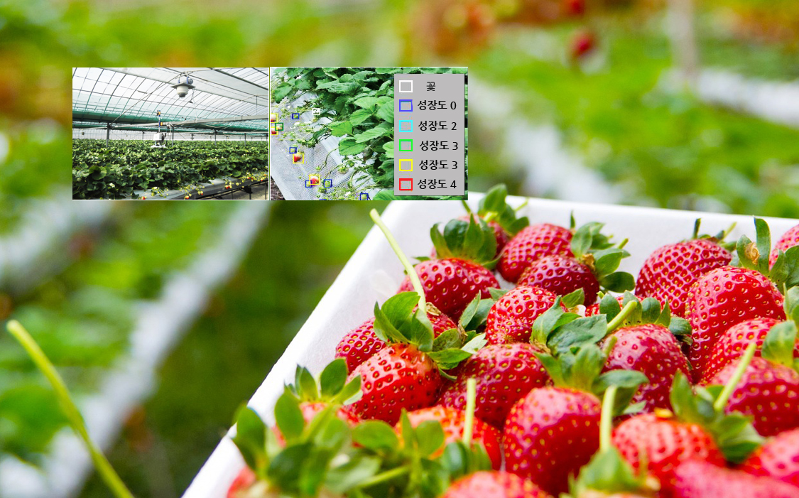 사진은 왼쪽부터 딸기 하우스 내에 설치된 카메라, 꽃과 딸기를 성숙도에 따라 자동 판별(사진:케논, 편집:본지)