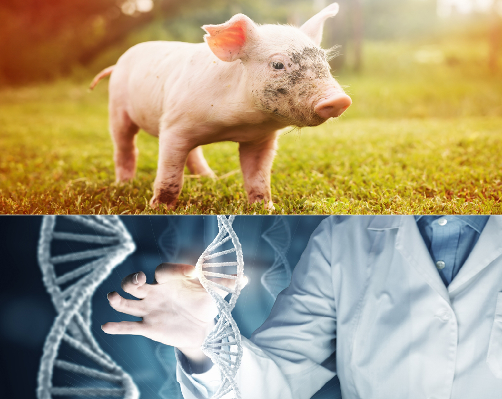 최신 IT와 전문화 인력에 의해 고도화된 바이오 기술 기반의 ‘팜스플랜’ 서비스를 양돈 농가에 적용하고 있으며, 돼지의 건강상태를 개선을 통해 최대 83%까지 항생제 투여량을 감소(사진:한국축산데이터 홈페이지 캡처)