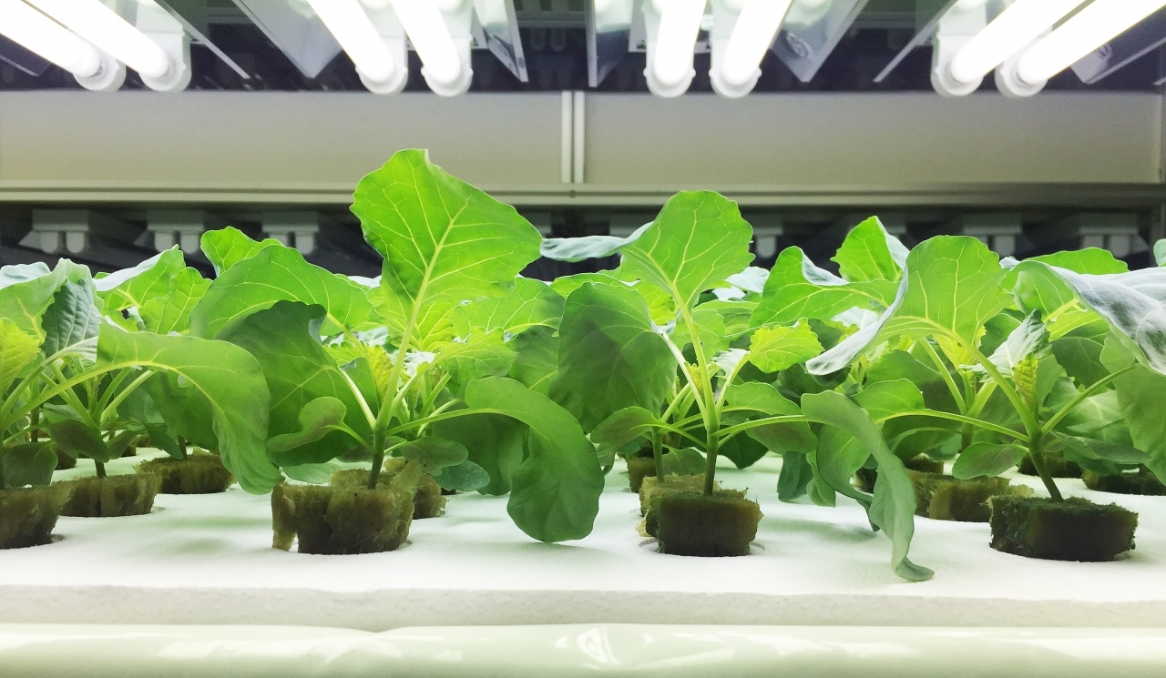 인공광형 식물공장에서 재배되고 있는 항암성분 증대된 케일을 대량생산 하는 모습(사진:본지DB)