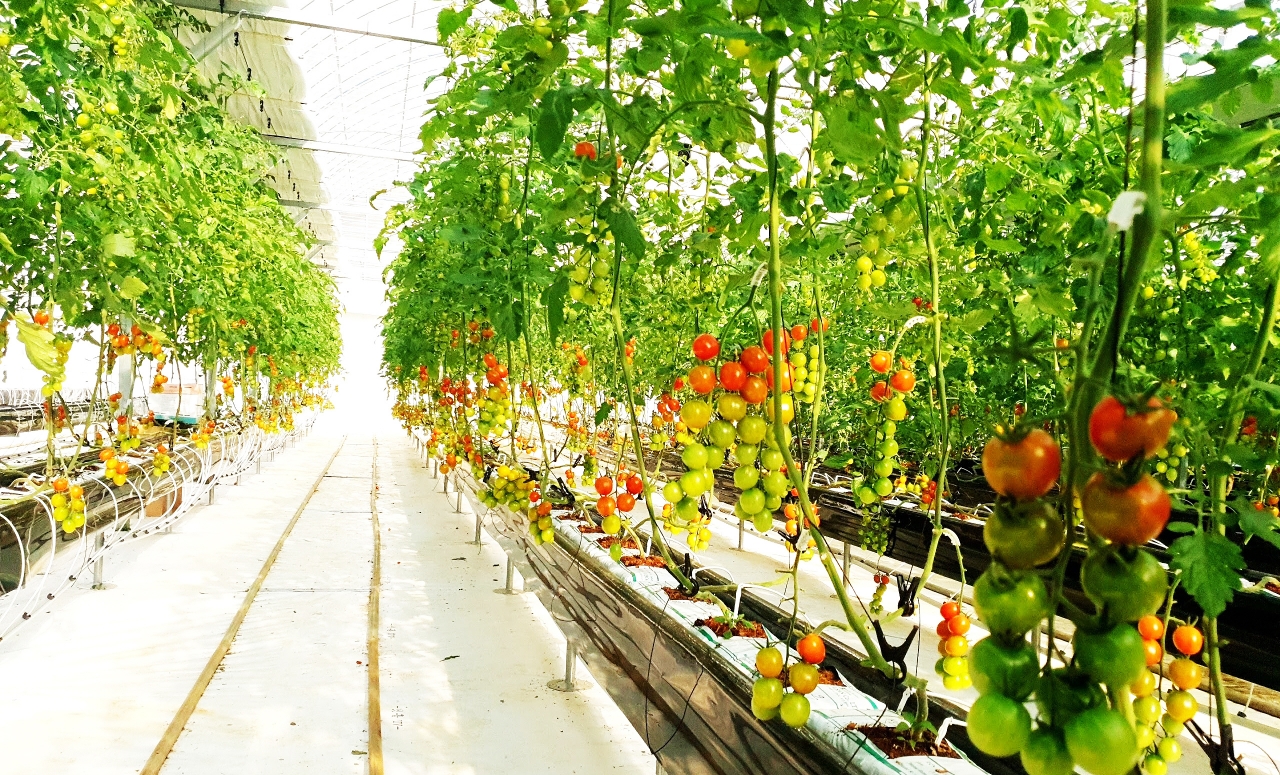 셀레늄을 이온화해 독성물질을 배제하고, 식물에 공급함으로써 고농도 셀레늄을 작물에 흡수시킨 토마토 재배 농장(사진:하나로팜)