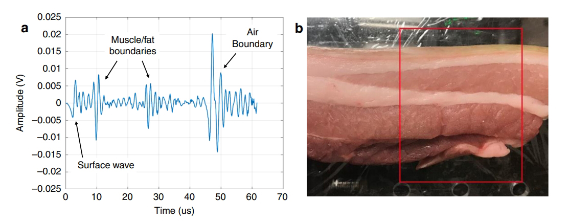 a) 돼지 조직 샘플에 단일 LUS 시간 추적, 여러 경계 에코 라벨이 붙어 있다. 초기 표면파 에코는 다른 에코의 대비를 개선하기 위해 감쇠되었다. b) LUS 영상에 사용되는 돼지 조직 샘플. 이미지 영역은 빨간색으로 윤곽선으로 되어 있다.(사진:논문 캡처)