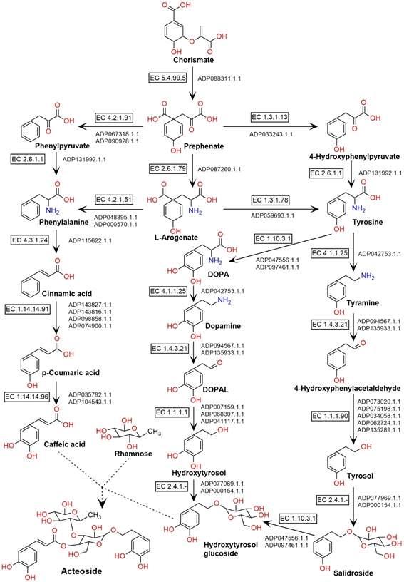 인포보스의 MetaPre-AITM을 활용한 미선나무 옥황1호의 유전체 데이터 기반 액티오사이드 생화학합성과정 분석 결과(이미지:인포보스)
