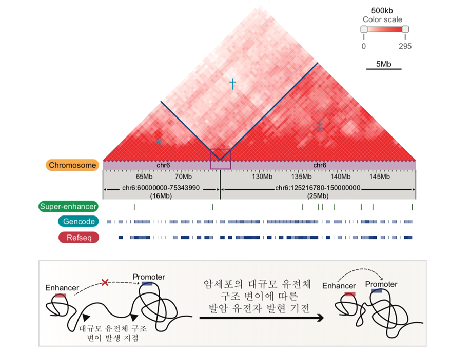 3차원 암 게놈 지도 해독을 통한 유전자 조절 기능 규명