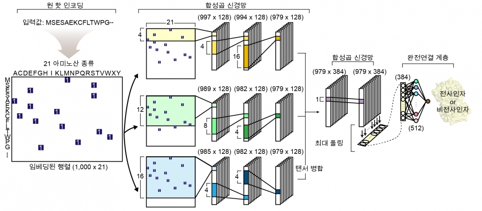 사진은 전사인자 예측을 위한 심층 학습 모델의 네트워크 구조로 주어진 단백질 서열이 전사인자인지 예측하는 모델의 네트워크 구조를 모식화하였다. 3개의 병렬적인 합성곱 신경망을 이용하여 예측한다.