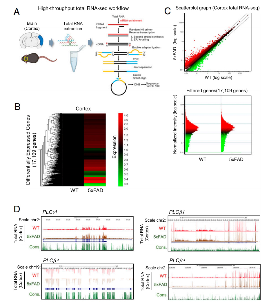 High-throughput total RNA-seq분석을 통한 알츠하이머 의존적 유전자 변화 분석