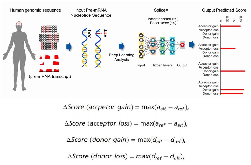 인간의 지놈 시퀀스 (pre-mRNA sequence)로 부터 딥러닝 트레이닝 (Splilce-AI)을 통해 질환관련 유전자들의 숨겨진 변이체 예측 분석