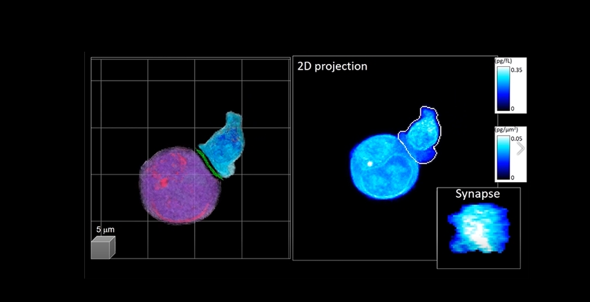개발된 기술이 적용된 3D 영상. (좌측: 인공지능으로 분석된 3D 비표지 홀로그래피 영상. 보라색 – 타겟 암 세포, 파란색 – CAR-T 세포, 우측: 2차원 누적 영상. 우측 하단: 추출된 IS 영상 정보)