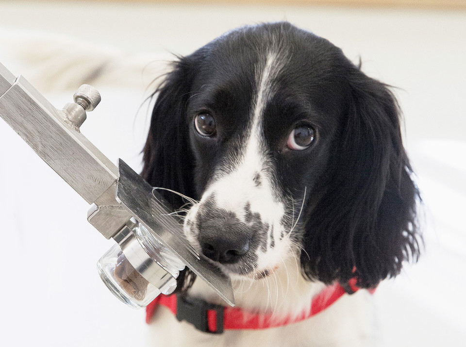 영국의 클레어 게스트 의료 탐지견(Claire Guest of Medical Detection Dogs) 센터에서 훈련 중인 탐지견(사진:MDD)