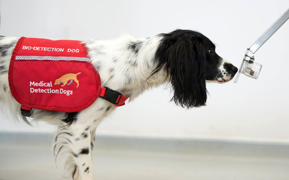 영국의 클레어 게스트 의료 탐지견(Claire Guest of Medical Detection Dogs) 센터에서 훈련 중인 탐지견(사진:MDD)