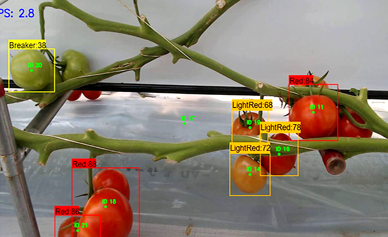 농진청의 인공지능으로 토마토 수확시기 예측하는 솔루션 이미지(사진:본지DB)