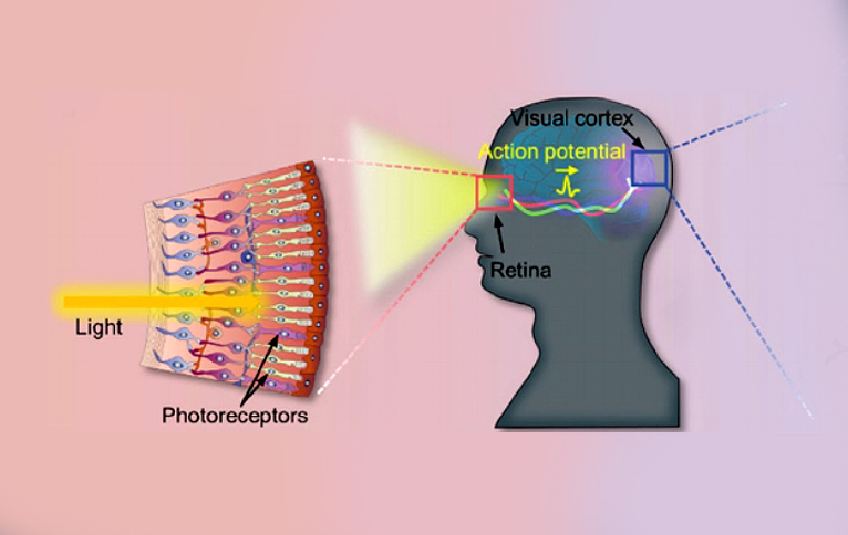 뉴로모픽 소자, 즉 사람 눈의 신경적 특성이 반영된 빛에 대한 실시간 페로브스카이트 기반 적응 소자 어레이 구현(사진:논문 캡처)