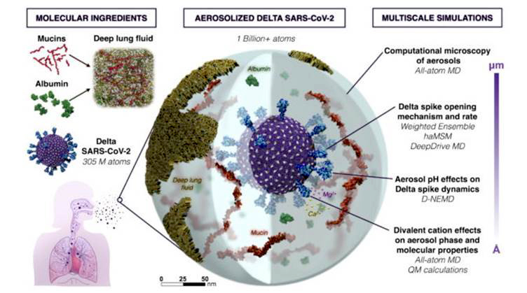 롬미 아마로 연구팀은 10억 개 이상의 원자가 담긴 호흡기 비말에 있는 SARS-CoV-2를 시뮬레이션했다.