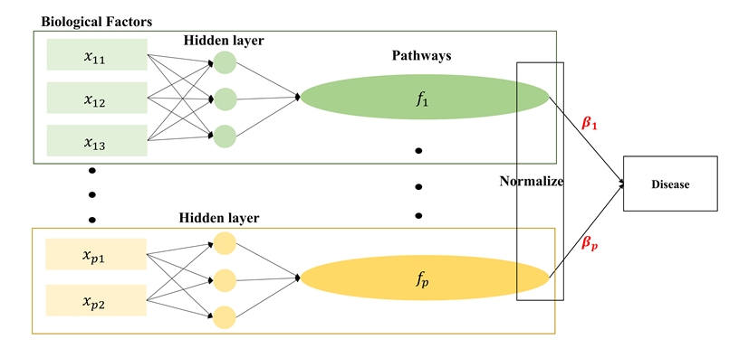 DeepHisCoM 모형의 구조. 직사각형은 바이오마커 원은 hidden layer, 그리고 타원은 패스웨이를 의미