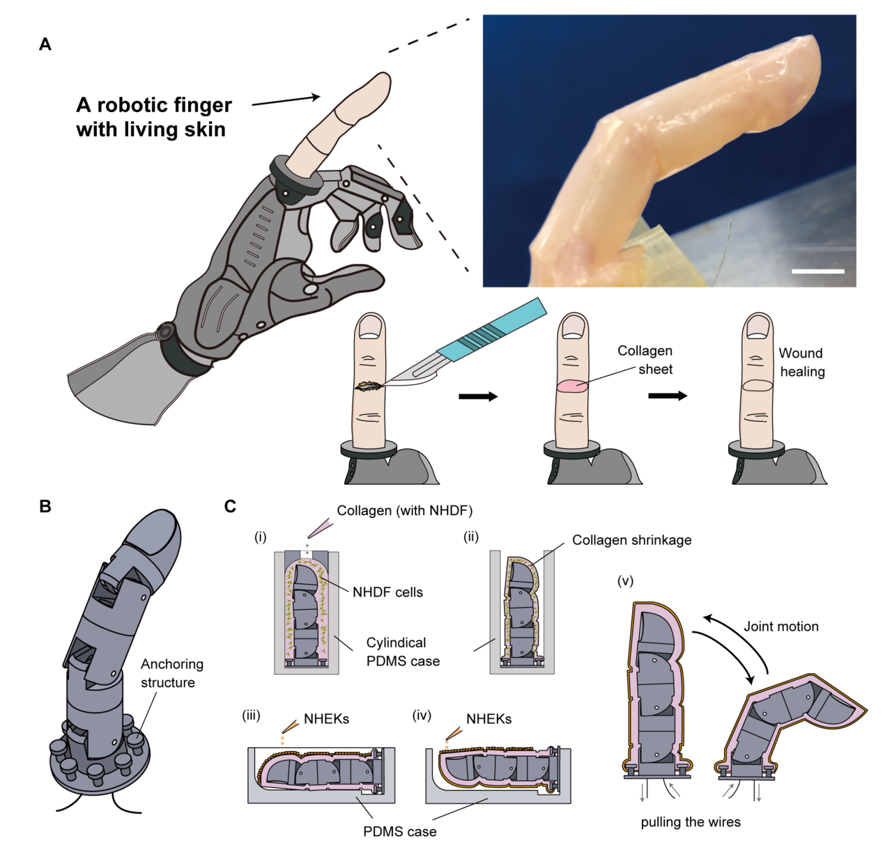 로봇 손가락. 로봇 핑거(A)의 자상(刺傷) 및 치유 과정, 고정 구조(B) 및 제작 과정(C)(이미지:논문 캡처) 