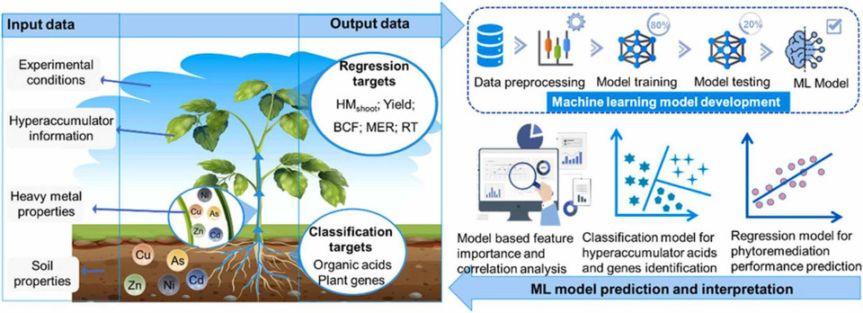 머신러닝을 활용한 중금속 오염토양의 식물정화 기술 개요 및 녹색정화 모델(이미지:논문 캡처)