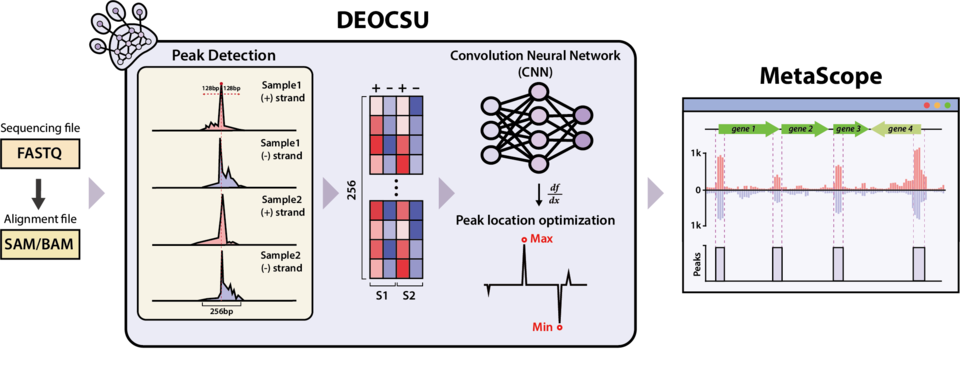 DEOCSU의 개요. DEOCSU의 전체적인 워크플로우는 피크 후보의 감지, 각 신호에서 이미지 데이터로의 변환, 학습된 컨볼루션 신경망을 사용한 실제 피크의 선별, 피크 위치 최적화 및 결합 크기 추정의 주요 단계로 이루어지며 이후 결과데이터는 MetaScope를 사용하여 유전체 전체에서의 분포를 시각화할 수 있음.
