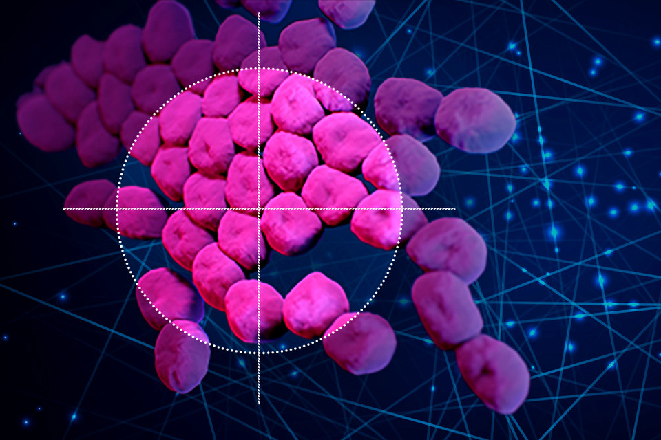 인공지능 알고리즘을 사용하여 MIT와 맥마스터대학교의 공동연구팀이 많은 약물 내성 감염을 일으키는 박테리아 유형(아시네토박터 바우마니, 분홍색)을 사멸시키는 새로운 항생제를 발견했다.(사진:MIT)