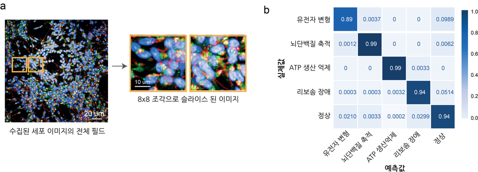a. 고속-대용량 이미징 시스템을 통해 촬영된 환자 역분화 만능 줄기세포 유도 신경 세포의 예 (핵: 파란색, 미토콘드리아: 빨간색, 리보좀: 초록색). 전체 사진을 8 X 8 로 슬라이스 한 후 각각의 조각 이미지. b. 예측 결과를 보여주는 오차 행렬 (Confusion Matrix).