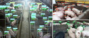 트랙팜, 양돈농가 위한 AI 모션분석 및 태그장치 기반 관리 솔루션 선보여 - 뉴스 썸네일 이미지