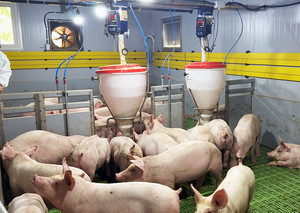 인공지능이 돈사 운영한다!...ETRI, AI 스스로 판단하는 스마트돈사 제주에 첫 구축, 탄소중립 축산 실증